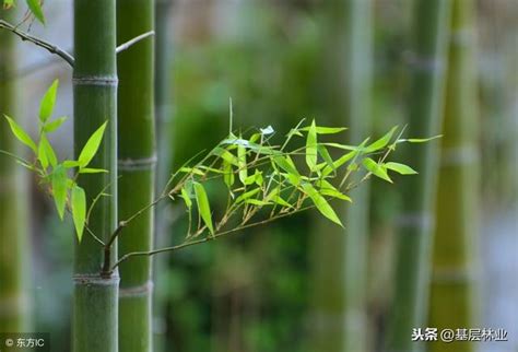 種植竹子